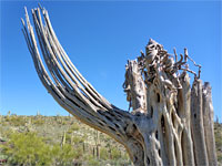 Saguaro ribs