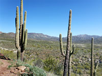 Tall saguaro