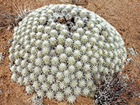 Large clump of echinocereus cacti