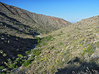 Mesquite Canyon