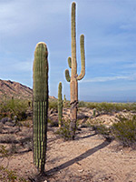 Saguaro along the Moonlight Trail