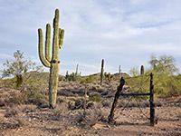 Old fence