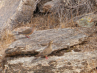 Pair of mourning doves