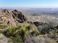 Group of agave