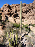 Tall saguaro