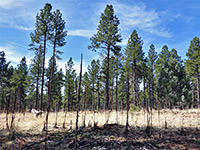 Mullein and pines