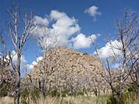 Trees and rocks