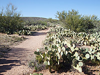 Nature Trail