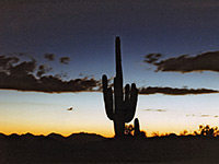 Nighttime saguaro
