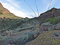 Ocotillo branches