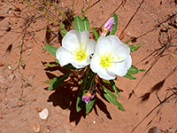 Oenothera deltoides