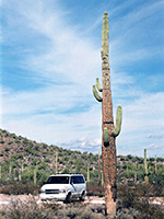 A large saguaro
