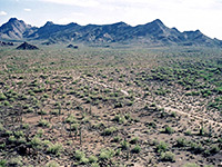 Above the Puerto Blanco Drive