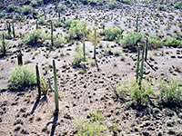 Evening sun on saguaro