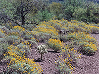 Bushes and cacti