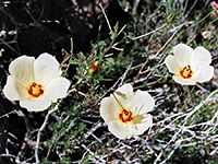 Desert rosemallow