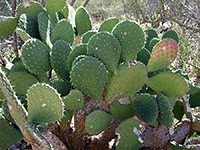 Opuntia bravoana