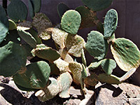 Opuntia robusta