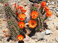 Orange flowers of the Mojave mound cactus