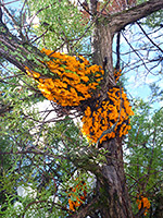 Orange fungus