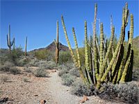 Cacti