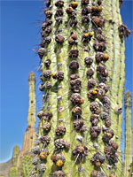 Flower buds