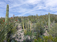 Many organ pipe cacti