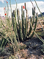 Organ pipe and ocotillo