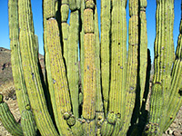 Stems of the organ pipe