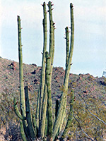 Tall cactus