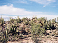 Group of organ pipe cacti