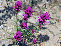 Common owls clover