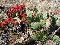 Opuntia and Indian paintbrush