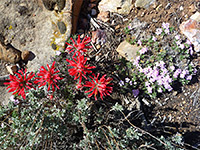 Phlox and Indian paintbrush