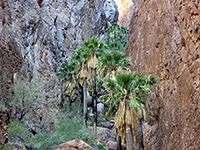 Palm Canyon