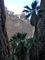 Palms in the side canyon