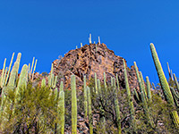 Saguaro and palo verde