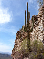 Saguaro below a cliff
