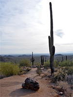 Saguaro and boulder