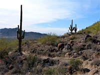 Saguaro and ocotillo