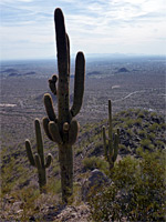 Saguaro on a ridge, Usery Mountain