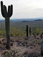 Line of saguaro