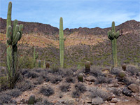 Three saguaro