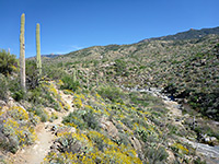 Saguaro and brittlebush