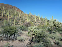 Tucson Mountain Park