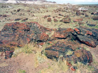 Petrified Forest National Park