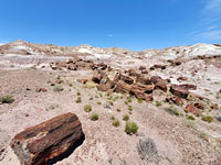 Jasper Forest