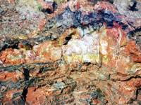 Petrified wood in Rainbow Forest