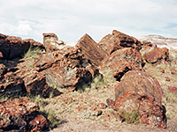 Petrified logs