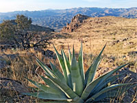 Agave